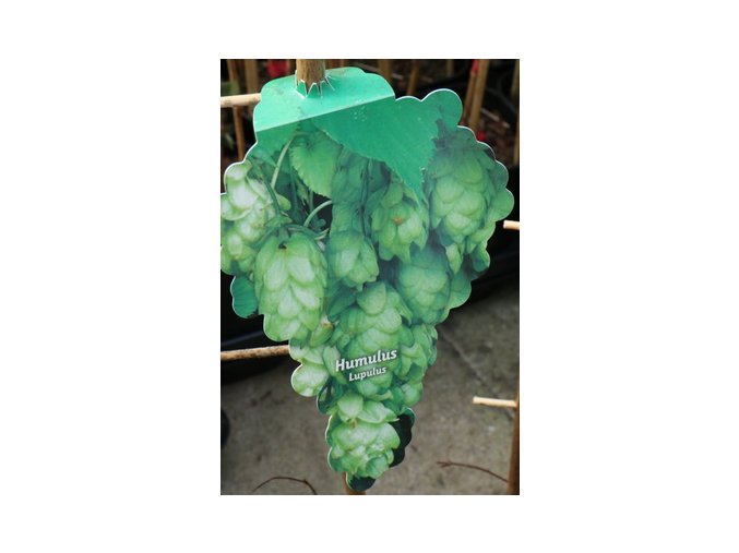 Humulus lupulus - chmel otáčivý