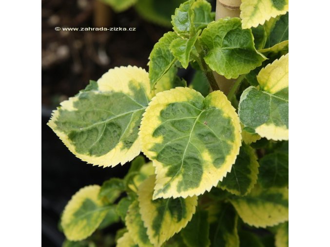 Hydrangea anomala 'Mirranda' - hortenzie popínavá