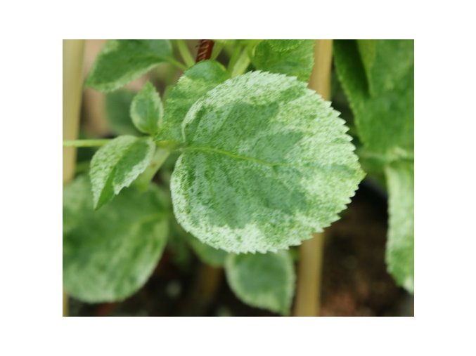 Hydrangea anomala 'Take a Chance' - hortenzie popínavá