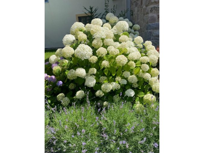 Hydrangea arborescens 'Annabelle' - hortenzie stromečkovitá