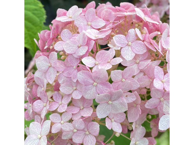 Hydrangea arborescens 'Candybelle® Bubblegum' - hortenzie stromečkovitá
