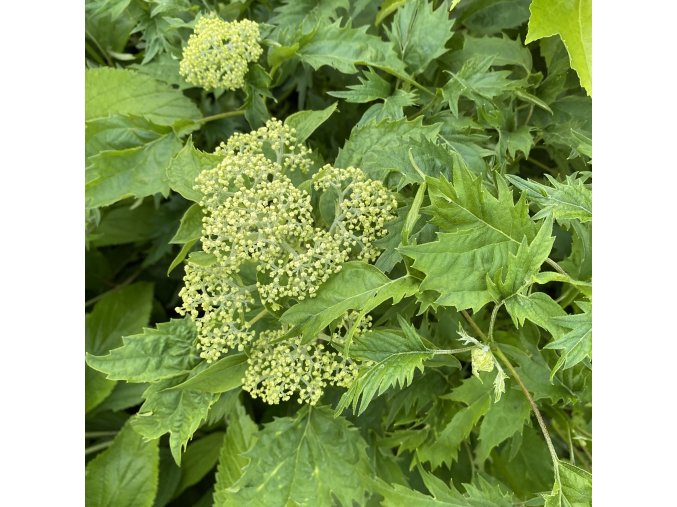 Hydrangea arborescens 'Emerald Lace' - hortenzie stromečkovitá