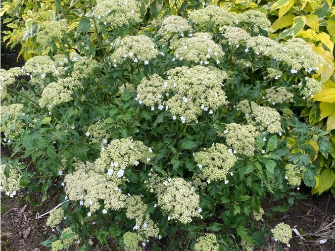Hydrangea arborescens 'Emerald Lace' - hortenzie stromečkovitá