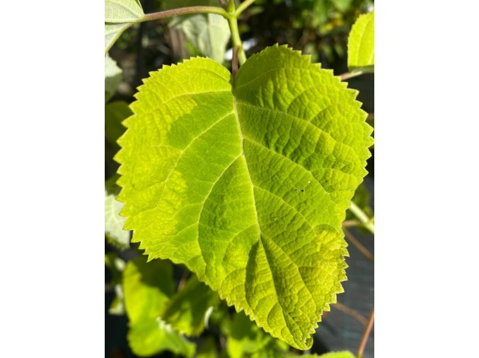 Hydrangea arborescens 'Golden Annabelle' - hortenzie stromečkovitá