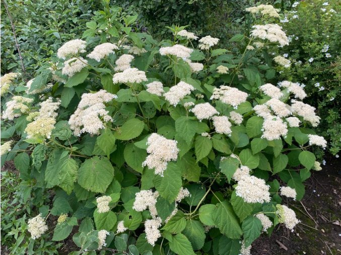Hydrangea arborescens 'Hills of Snow' - hortenzie stromečkovitá