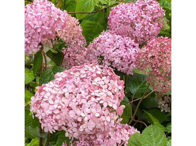 Hydrangea arborescens 'Pink Annabelle' - hortenzie stromečkovitá