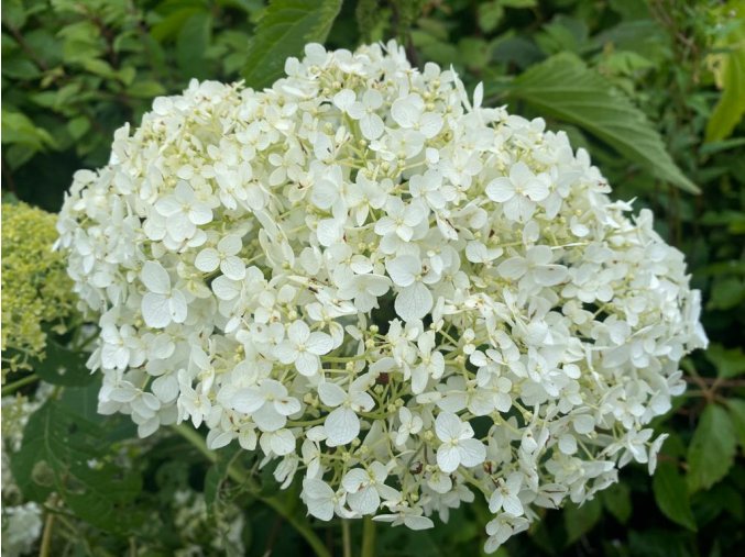 Hydrangea arborescens 'Sheep Cloud' - hortenzie stromečkovitá