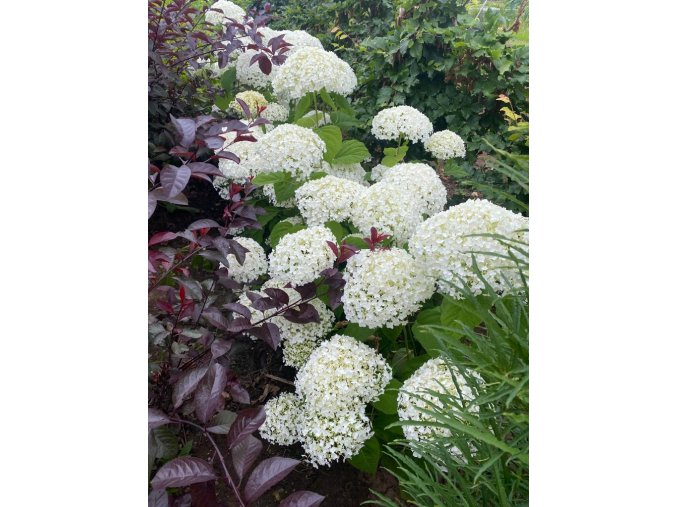 Hydrangea arborescens 'Strong Annabelle' - hortenzie stromečkovitá