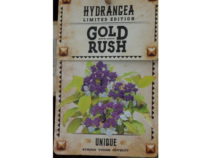 Hydrangea aspera 'Goldrush' - hortenzie drsná
