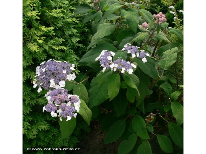 Hydrangea aspera 'Macrophylla' - hortenzie drsná