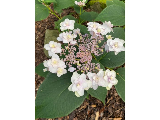 Hydrangea involucrata 'Tokado Yama' - hortenzie zákrovnatá