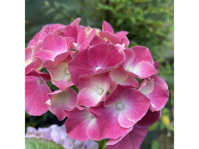 Hydrangea macrophylla 'Anouk' - hortenzie velkolistá
