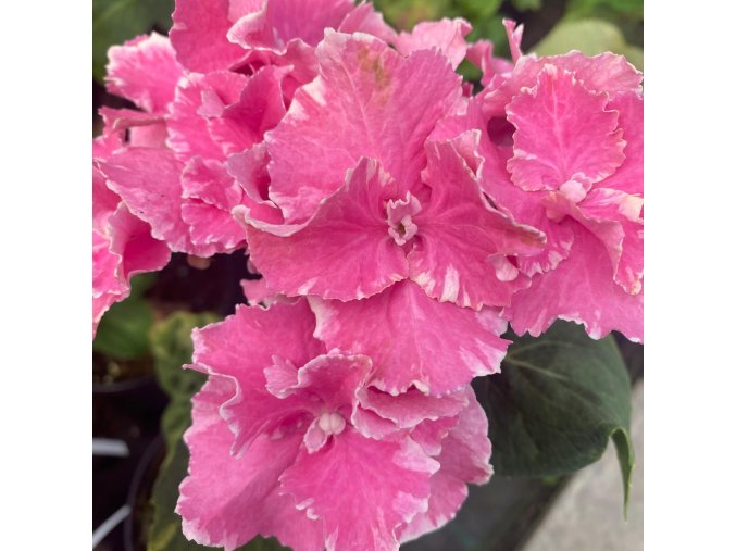 Hydrangea macrophylla 'Ayat' - hortenzie velkolistá