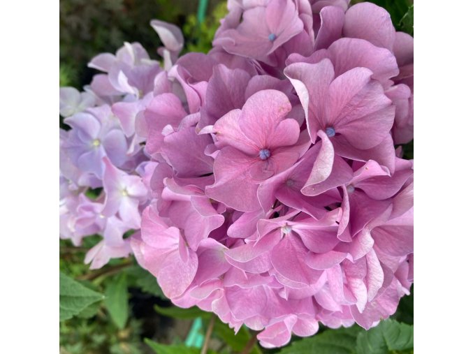 Hydrangea macrophylla 'Blaumeise' - hortenzie velkolistá