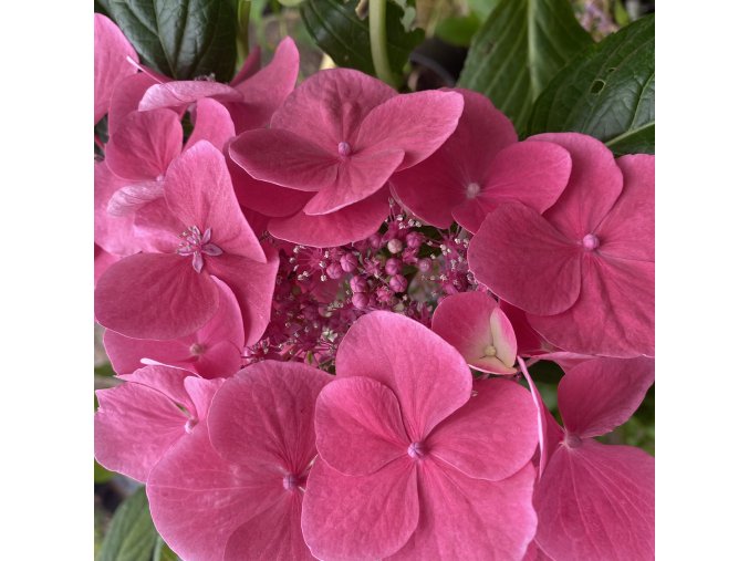 Hydrangea macrophylla DOLCE® Fragola Dolfrag - hortenzie velkolistá