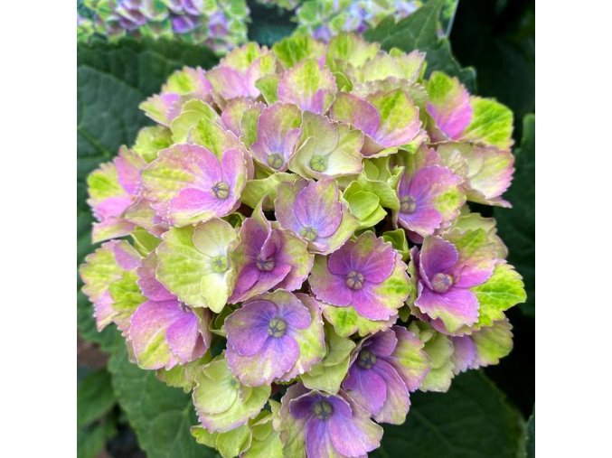 Hydrangea macrophylla 'Magical Amethyst Blue' - hortenzie velkolistá
