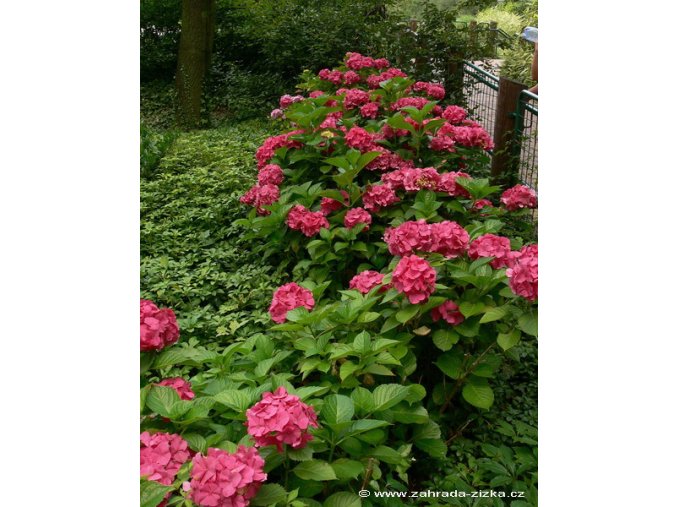 Hydrangea macrophylla 'Masja' - hortenzie velkolistá