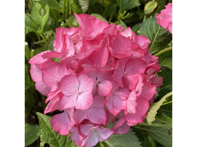 Hydrangea macrophylla Merveille Sanguine
