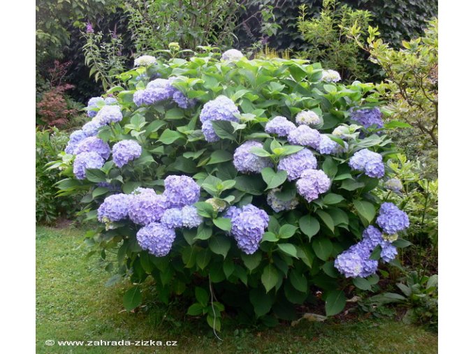 Hydrangea macrophylla modrá - hortenzie velkolistá