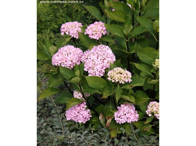 Hydrangea macrophylla 'Nigra' - hortenzie velkolistá