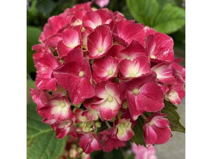 Hydrangea macrophylla 'Red EVER BELLES®' - hortenzie velkolistá