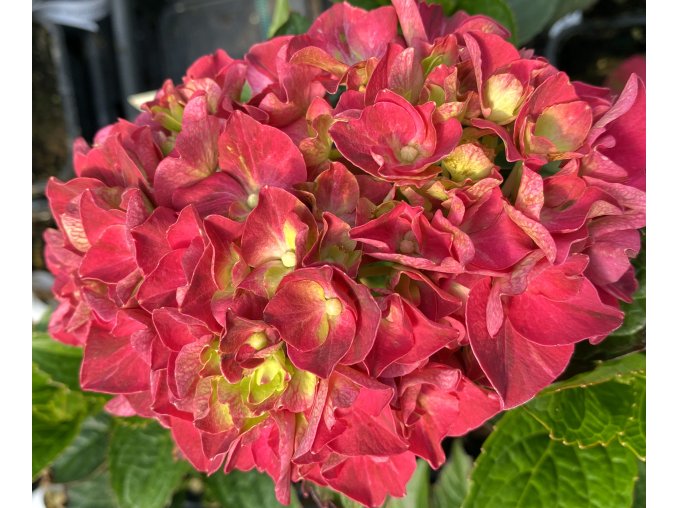 Hydrangea macrophylla 'Ruby Red' - hortenzie velkolistá