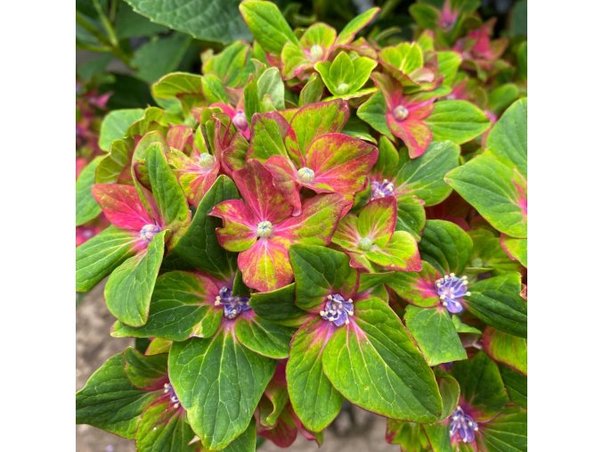 Hydrangea macrophylla 'Schloss Wackerbarth'® - hortenzie velkolistá