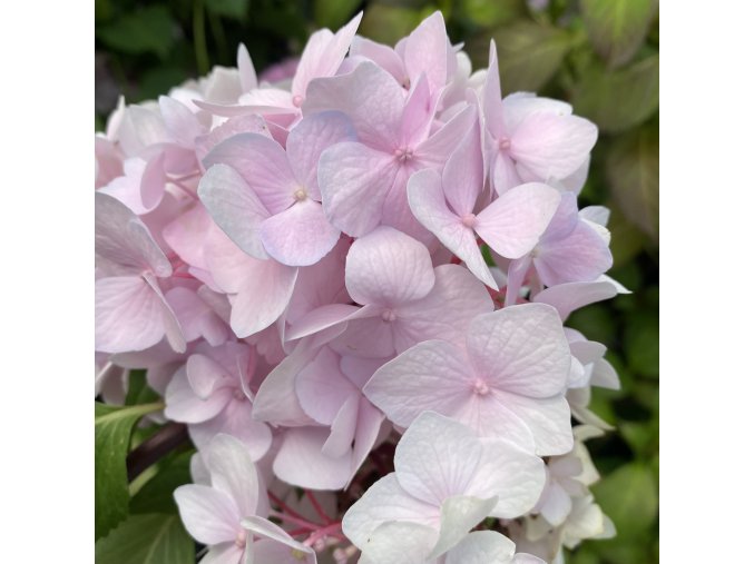 Hydrangea macrophylla 'Starlit Sky' - hortenzie velkolistá