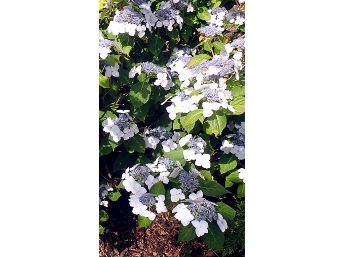 Hydrangea macrophylla 'Veitchii' - hortenzie velkolistá