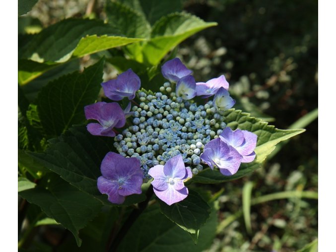 Hydrangea macrophylla 'Zorro' - hortenzie velkolistá