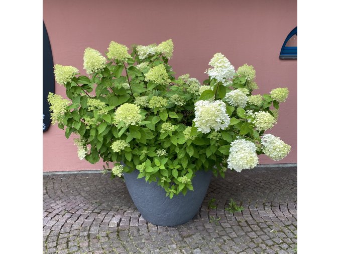 Hydrangea paniculata - hortenzie latnatá