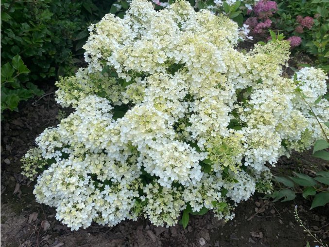 Hydrangea paniculata 'Bobo' ® - Hortenzie latnatá