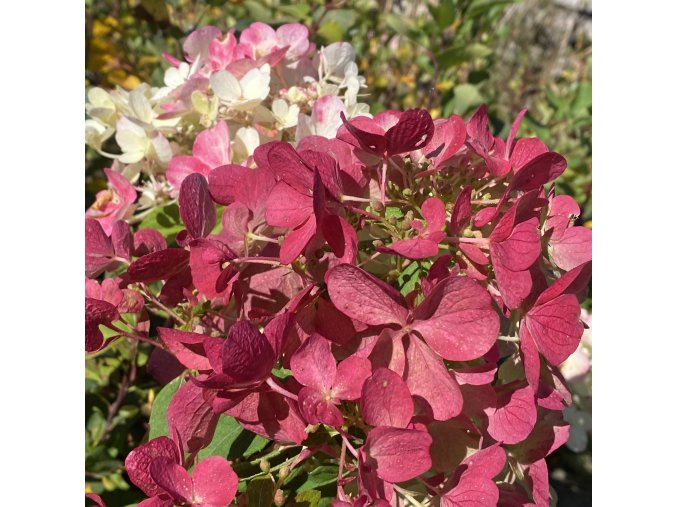 Hydrangea paniculata 'DIAMANT ROUGE' Rendia - hortenzie latnatá