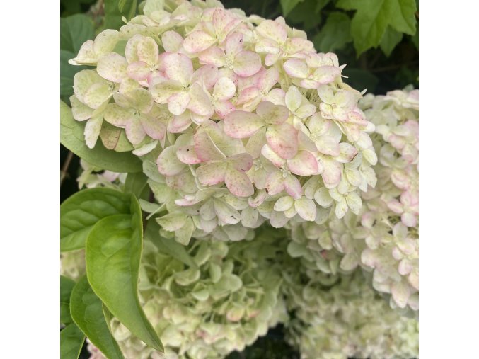 Hydrangea paniculata 'Diamantino' - hortenzie latnatá