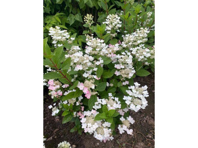 Hydrangea paniculata 'Early Sensation' - hortenzie latnatá