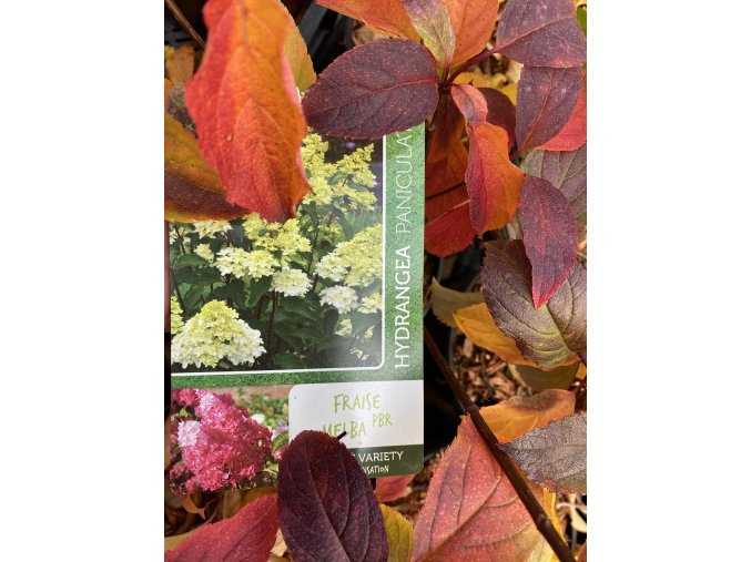 Hydrangea paniculata 'Fraise Melba' kmínek - hortenzie latnatá
