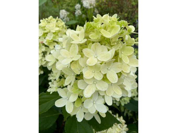Hydrangea paniculata 'Graffiti' - hortenzie latnatá