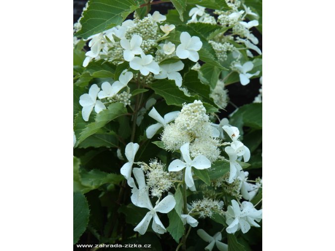 Hydrangea paniculata 'LEVANA' Cov - hortenzie latnatá