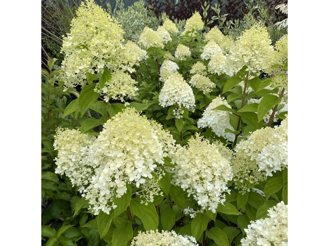 Hydrangea paniculata 'Limelight'® - hortenzie latnatá