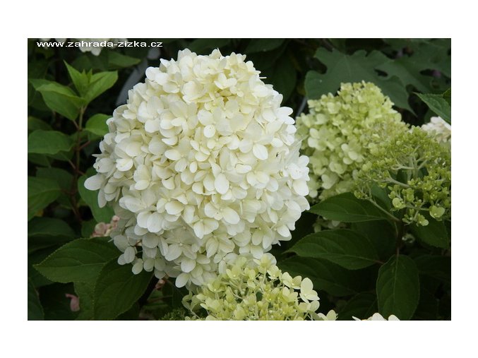 Hydrangea paniculata 'Limelight'® - hortenzie latnatá