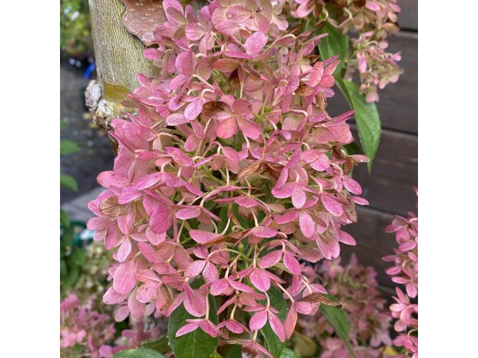 Hydrangea paniculata 'Little Fraise' - Hortenzie latnatá