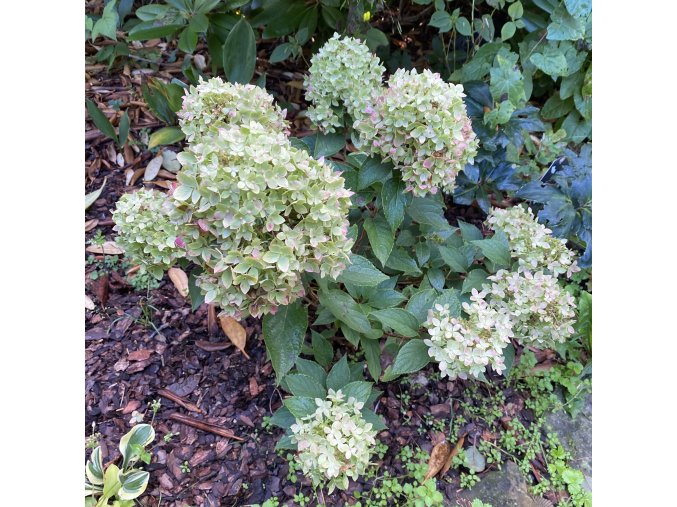 Hydrangea paniculata 'Little Fresco®' - Hortenzie latnatá