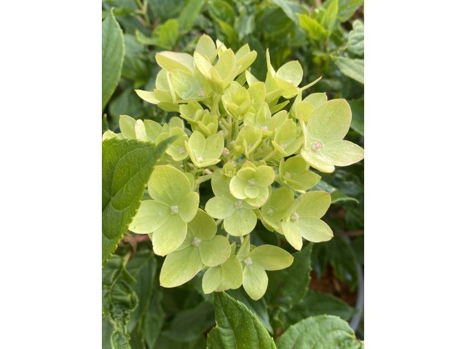 Hydrangea paniculata 'LITTLE LIME' Jane - hortenzie latnatá