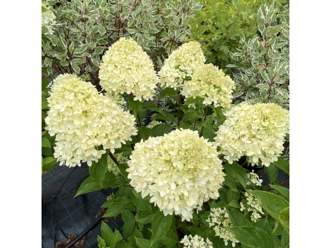 Hydrangea paniculata 'LITTLE LIME' Jane - hortenzie latnatá