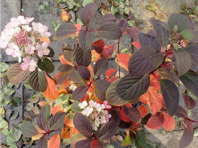 Hydrangea paniculata 'Little Quick Fire' - hortenzie latnatá