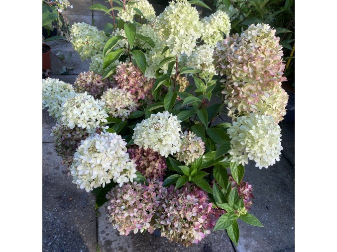 Hydrangea paniculata 'Living Little Love' - hortenzie latnatá