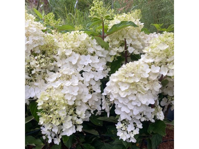 Hydrangea paniculata 'Living Little Rosy' - hortenzie latnatá