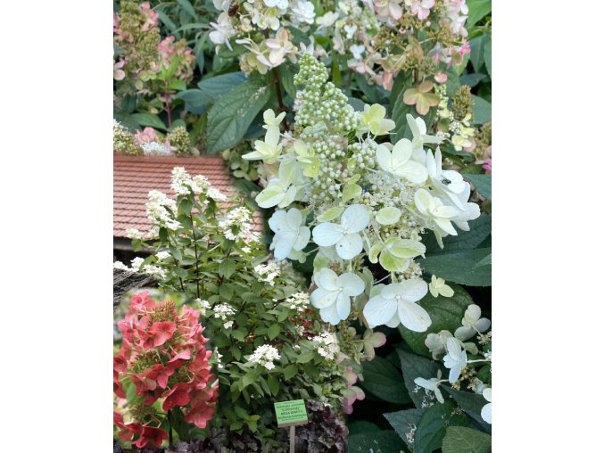 Hydrangea paniculata 'Mega Mindy' ® - hortenzie latnatá