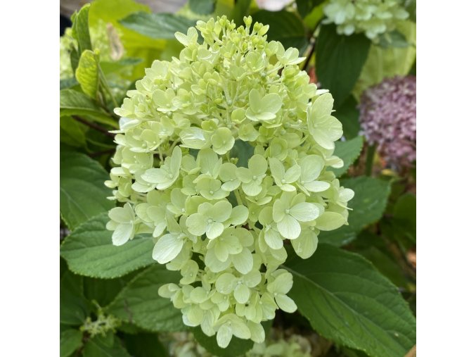 Hydrangea paniculata 'Mojito' - hortenzie latnatá