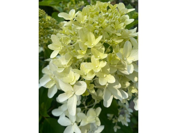 Hydrangea paniculata 'Mojito' - hortenzie latnatá